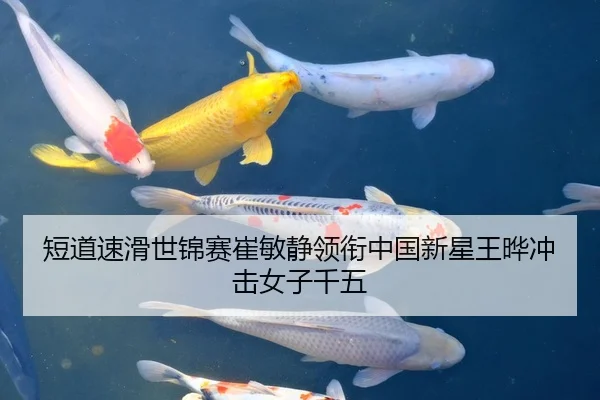 短道速滑世锦赛崔敏静领衔中国新星王晔冲击女子千五